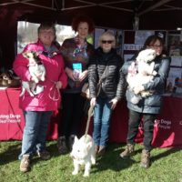 Great British Dog Walk - Edinburgh